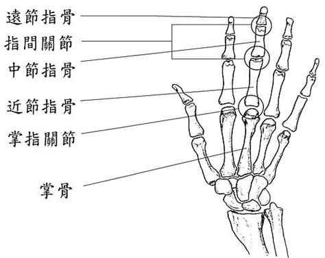 第一掌指關節